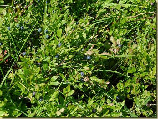 mirtilli di Sassoledo...