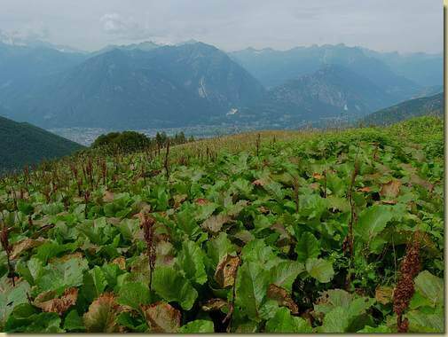 i lavazz dell'Alpe Noccola...