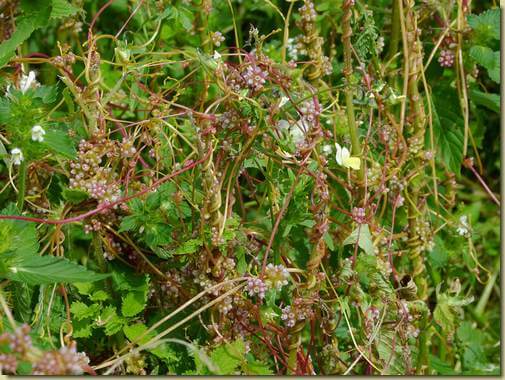 Cuscuta europaea