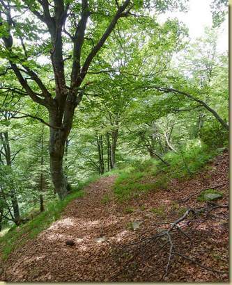 sul sentiero per l'Alpe Campo...
