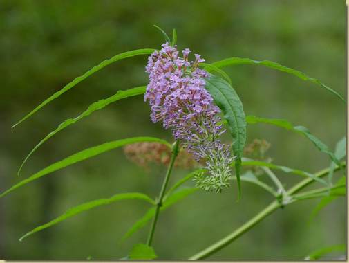 Buddleja davidii