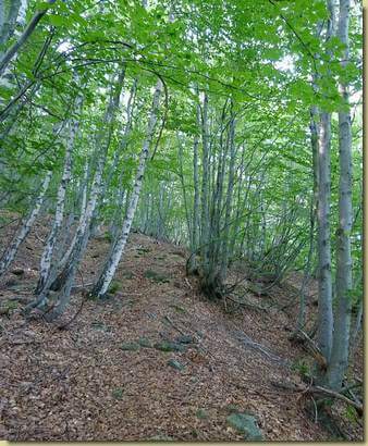 nel bosco dell'Erta...