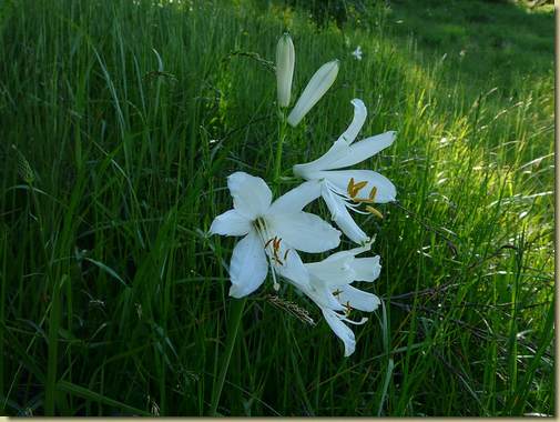 Lilioasfodelo maggiore 