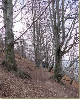 sentiero alberato verso Calpera...