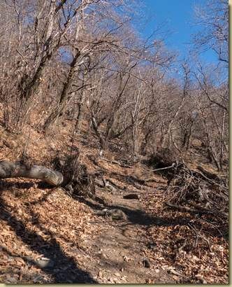 salendo nel castagneto...