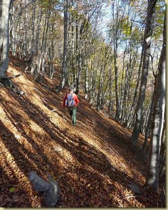 camminando tra le faggete della Val Pogallo...