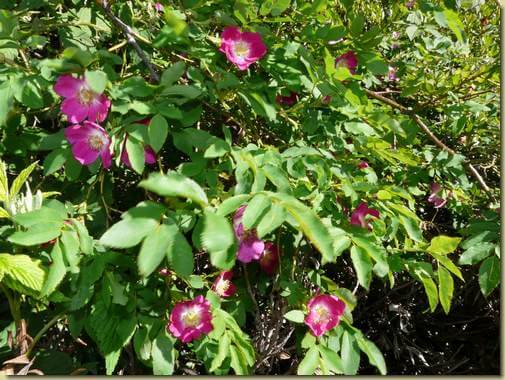 Rosa canina