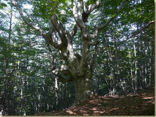 gigante del bosco... 