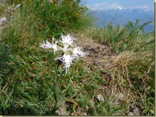Garofano a pennacchio (Dianthus superbus) alla Bocchetta di Saler...
