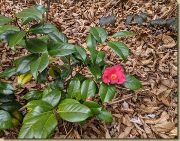 Camelia...