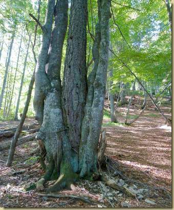 larice circondato...