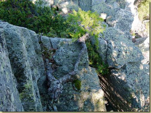 spunta un larice dalla  roccia...