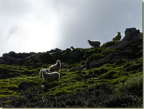 pecore in attesa sulla Colma di Basagrana... [teleobiettivo] 