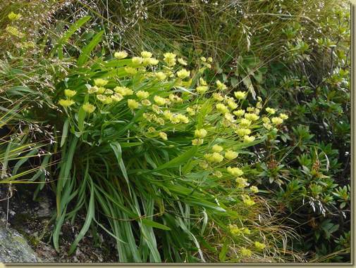 Bupleurum stellatum 