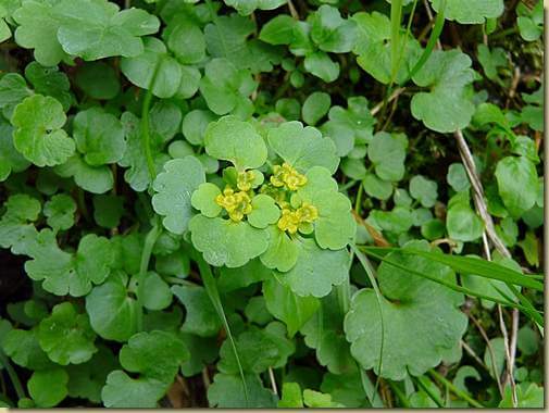 Erba-milza con foglie opposte (Chrysosplenium alternifolium)