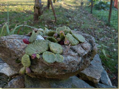 fico d'india in veste invernale...