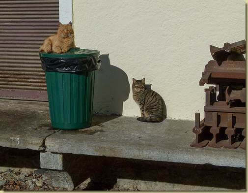 gatti al sole...
