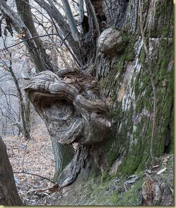 sculture della natura...