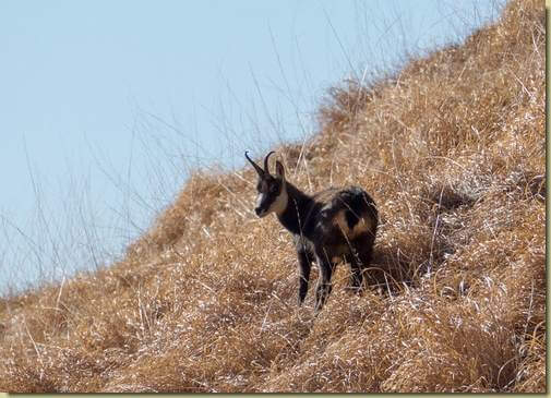 camoscio solitario...