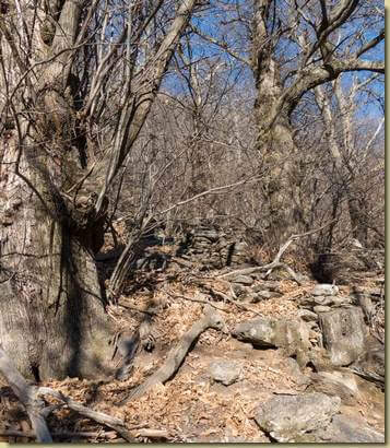 resti di terrazzamenti tra i castagni...