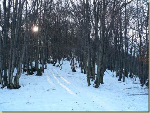 nel bosco...
