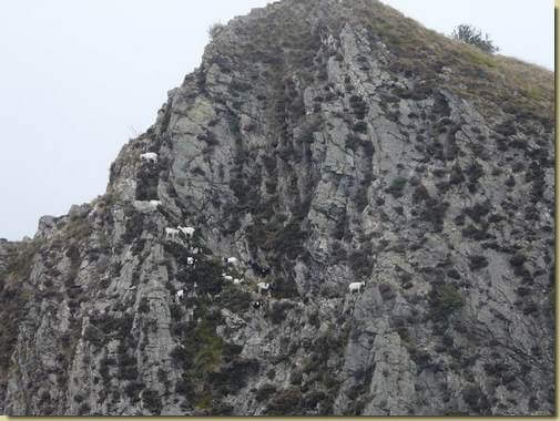 capre alpiniste [teleobiettivo] 
