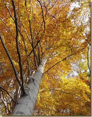 autunno in Val Ganna...