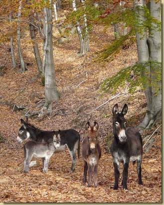 incontri in Val Ganna...