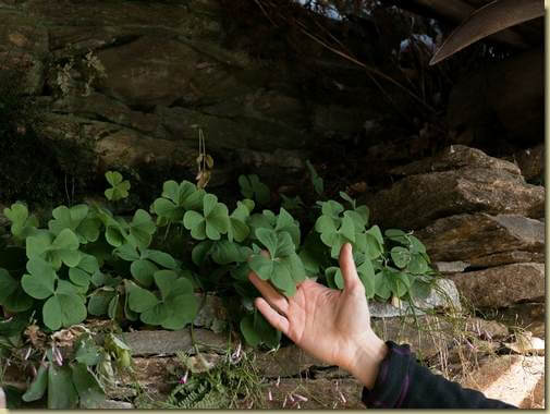 trifoglio gigante...