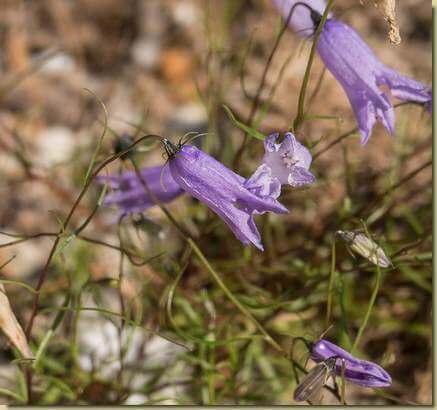 Campanula excisa