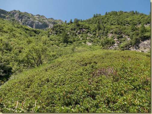 salita faticosa sui rododendri...