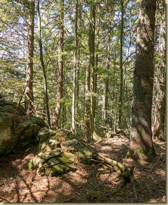 discesa nel Bosco di Fracchia...