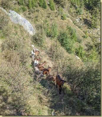 caprette al seguito...