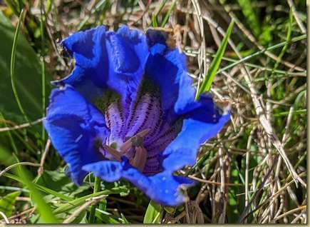 genziana fiorita a fine settembre...