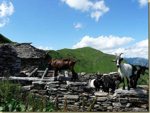 capre sull'Alpe Or de Zu... 