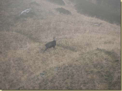 camoscio sul sentiero verso la Cima Sasso 