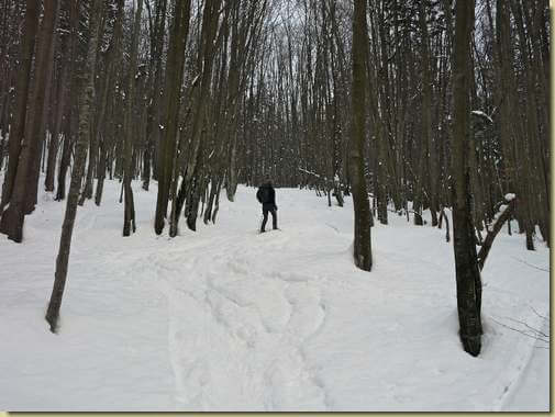 nel bosco...