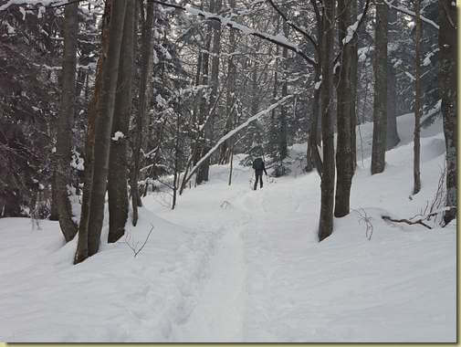 nel bosco...