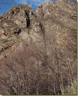 al boschetto sul versante sinistro idrografico del canale...