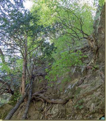 Tasso aggrappato alla roccia...