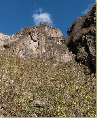 la Buddleja sta colonizzando la frana...