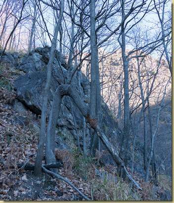 in natura ci si adatta...