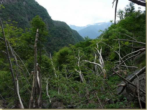 effetti del passaggio di una valanga... 