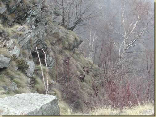 camosci in Val Piana 