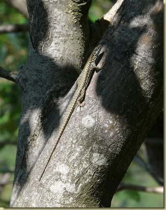 lucertola al sole...
