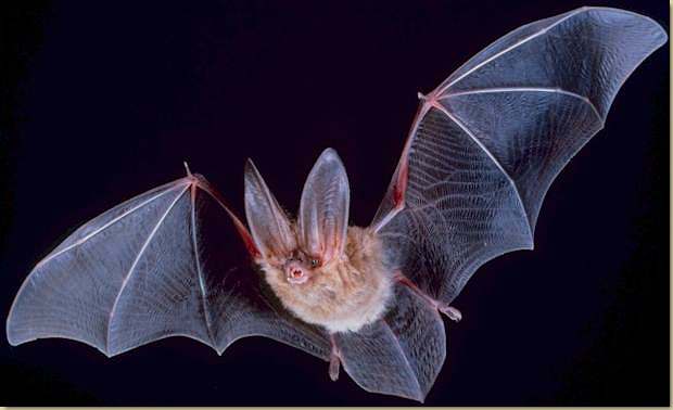 pipistrello...