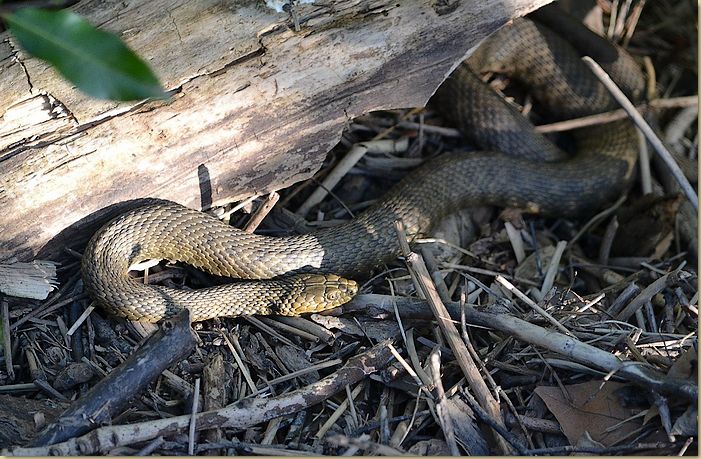 Natrice tassellata...