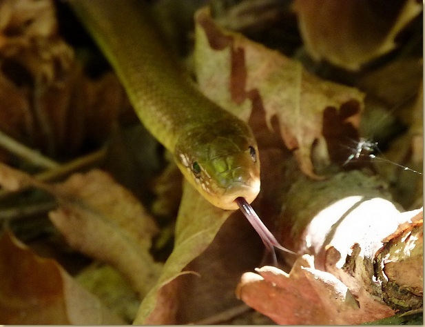 lungua biforcuta...