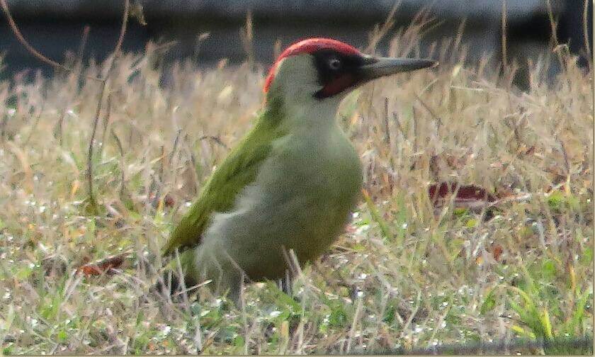 Picchio verde...