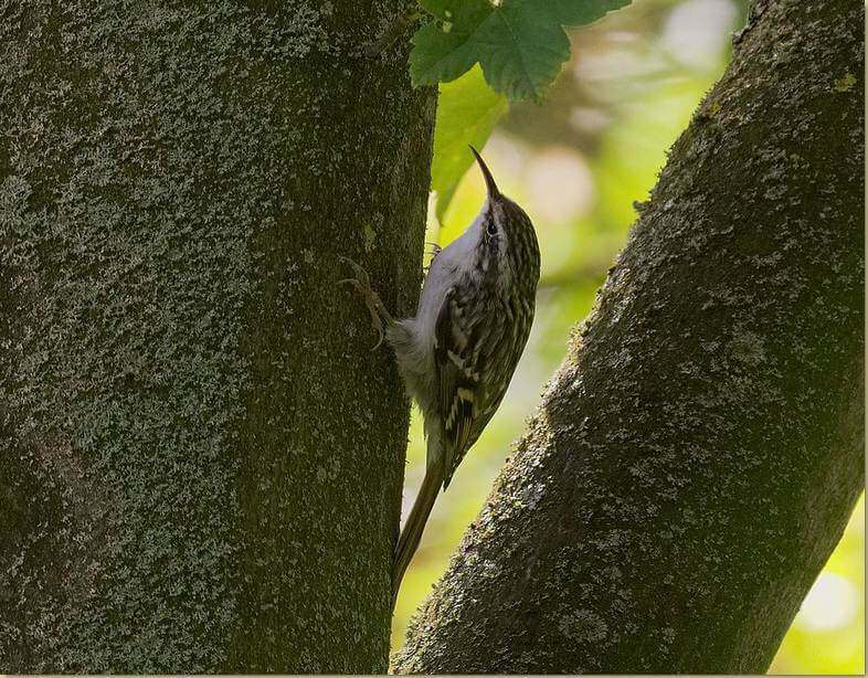 Rampichino comune...